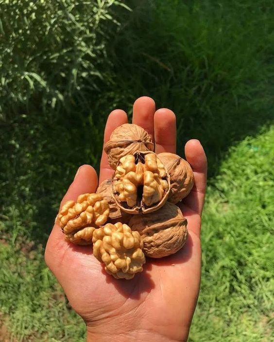 Premium Natural Walnuts (Akhrot) – Fresh, Crunchy & Nutrient-Rich Dry Fruits 1Kg