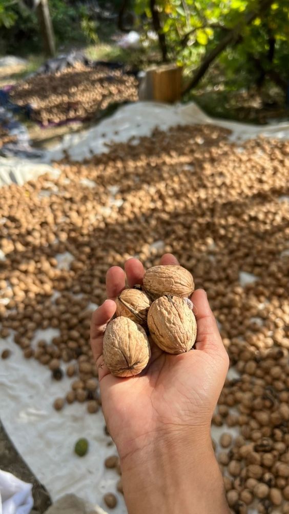 Premium Natural Walnuts (Akhrot) – Fresh, Crunchy & Nutrient-Rich Dry Fruits 1Kg