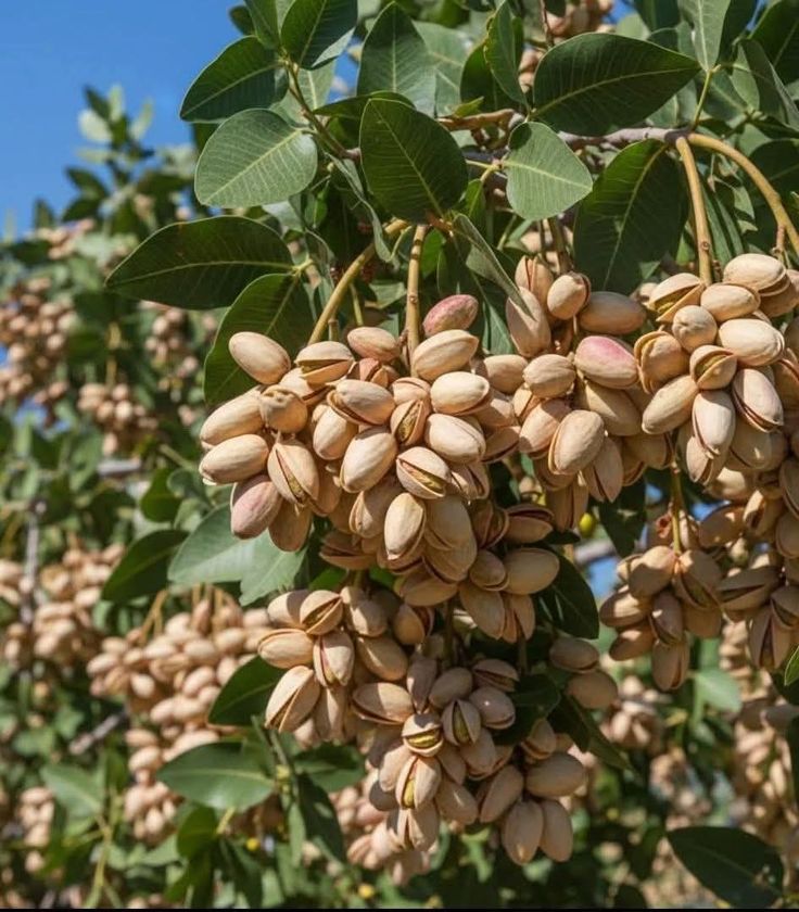 Premium Pistachios (Pista) – Fresh, Crunchy & Nutrient-Rich Dry Fruits 500g