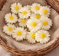 Artificial Daisy Flower Candels (Set of 10)